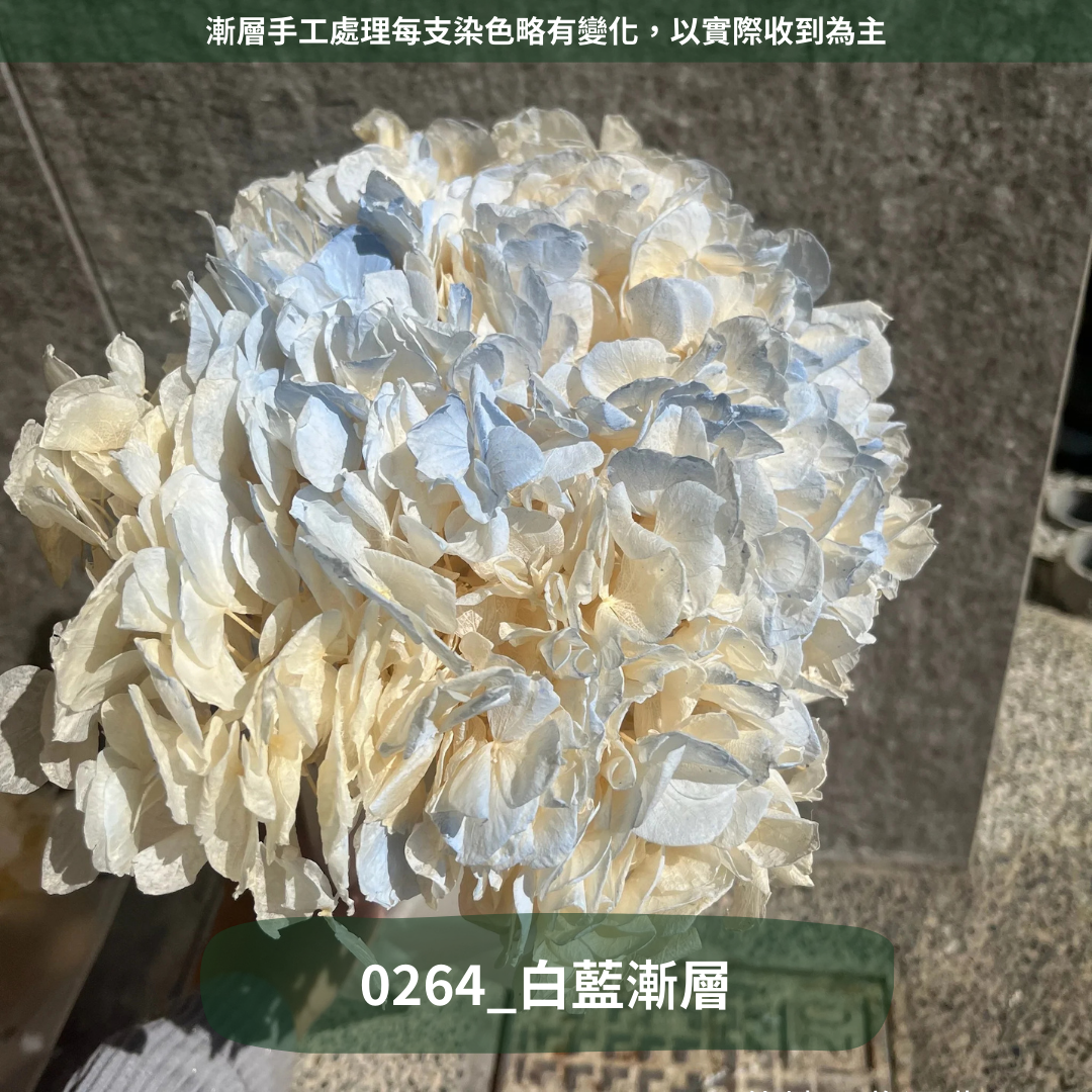 ✿ 台灣現貨 ✿  PF005B大葉繡球