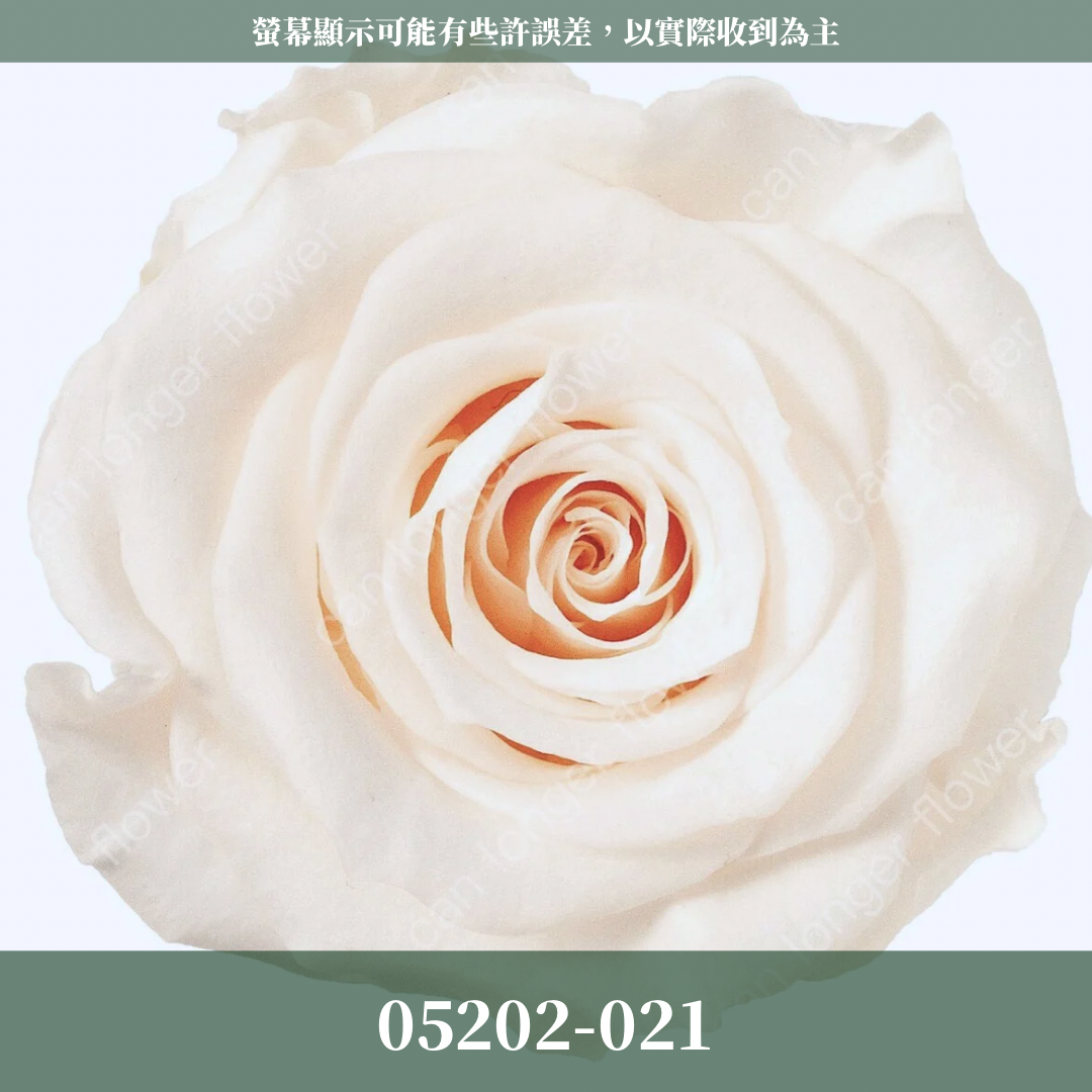 05202 大玫瑰