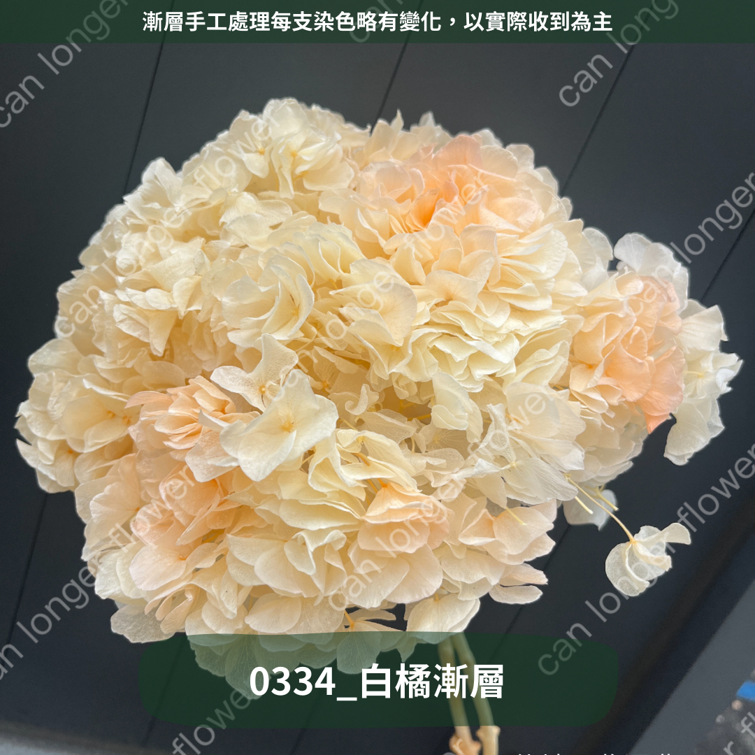✿ 台灣現貨 ✿  PF005B大葉繡球