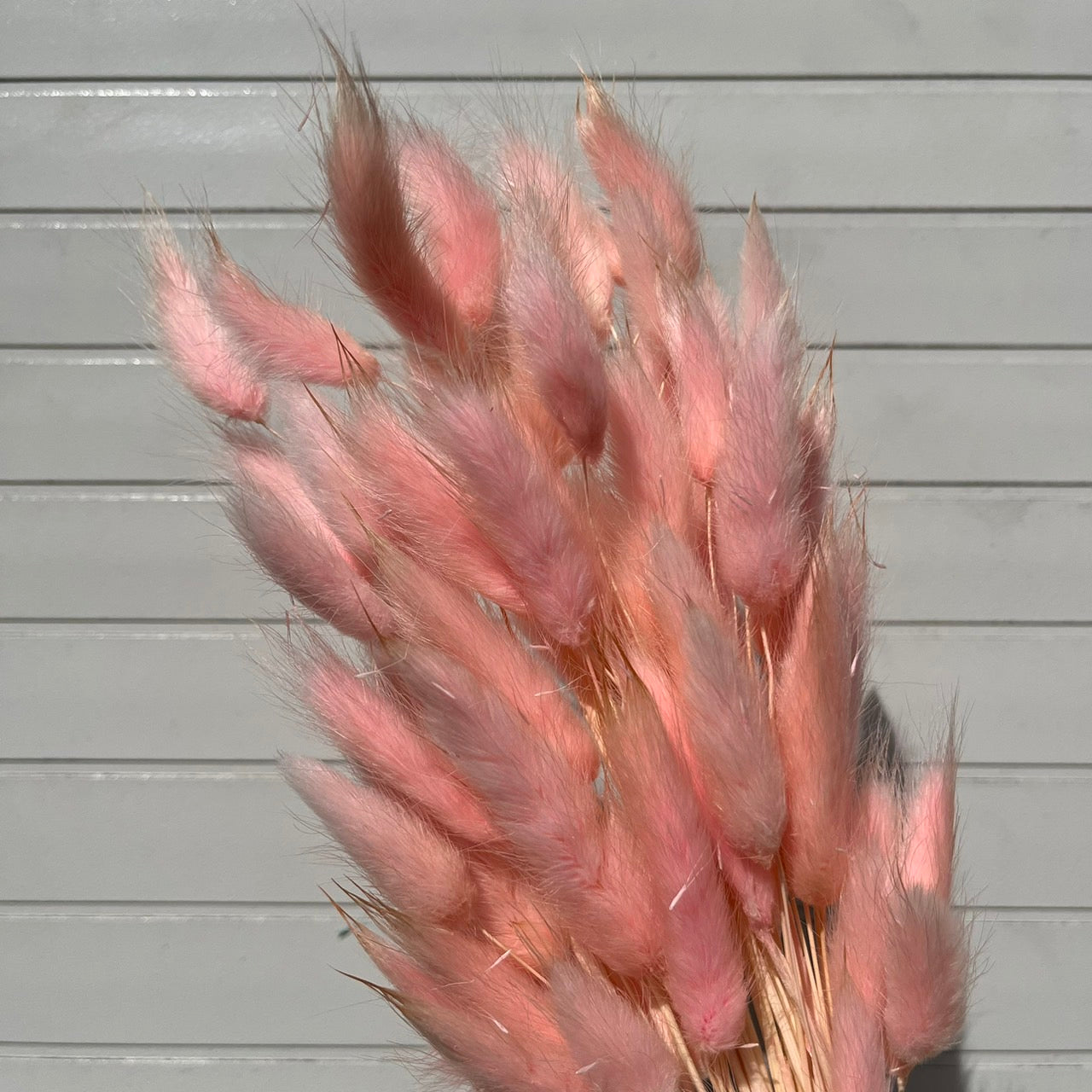 ✿ 台灣現貨 ✿ DA001s兔尾草 10支