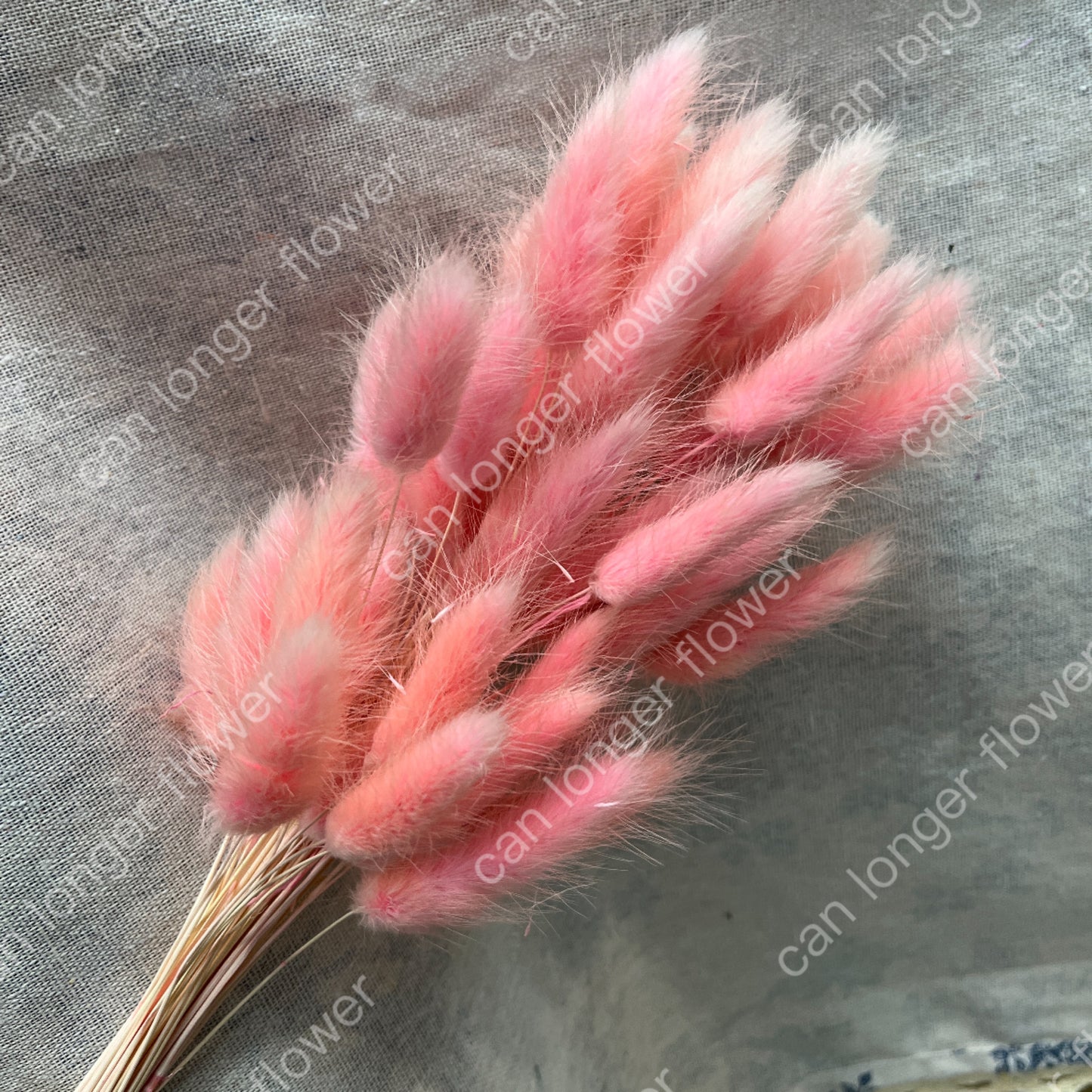 ✿ 台灣現貨 ✿ DA001 兔尾草 原裝約50-60支