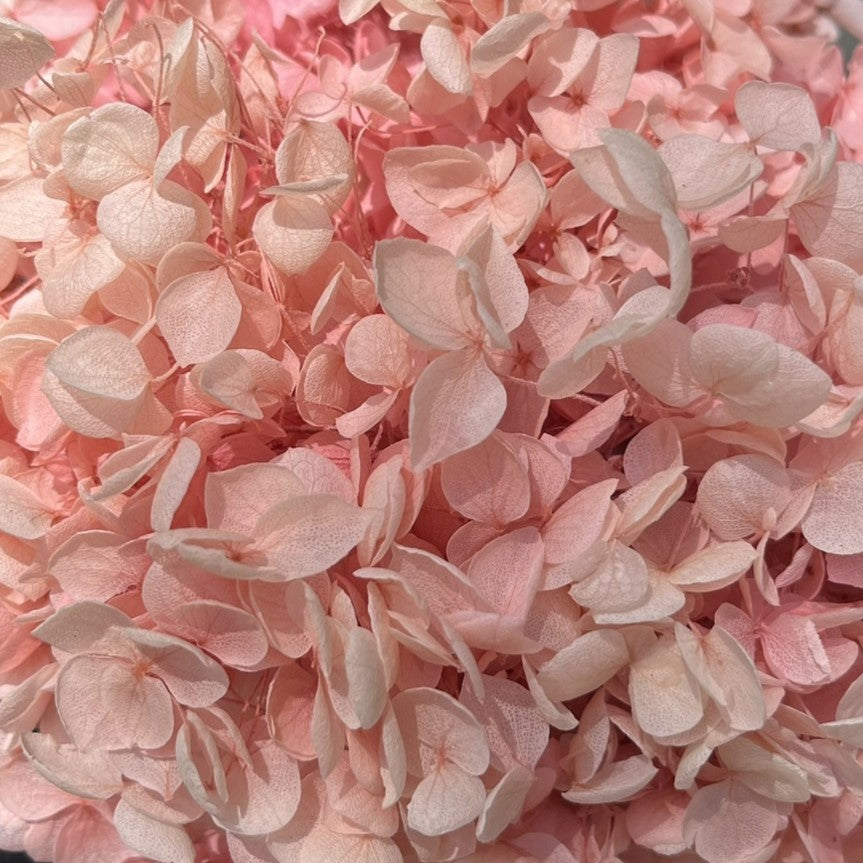✿ 台灣現貨 ✿ PF005-S 安娜繡球(約10克）盒裝 繡球 紫陽花