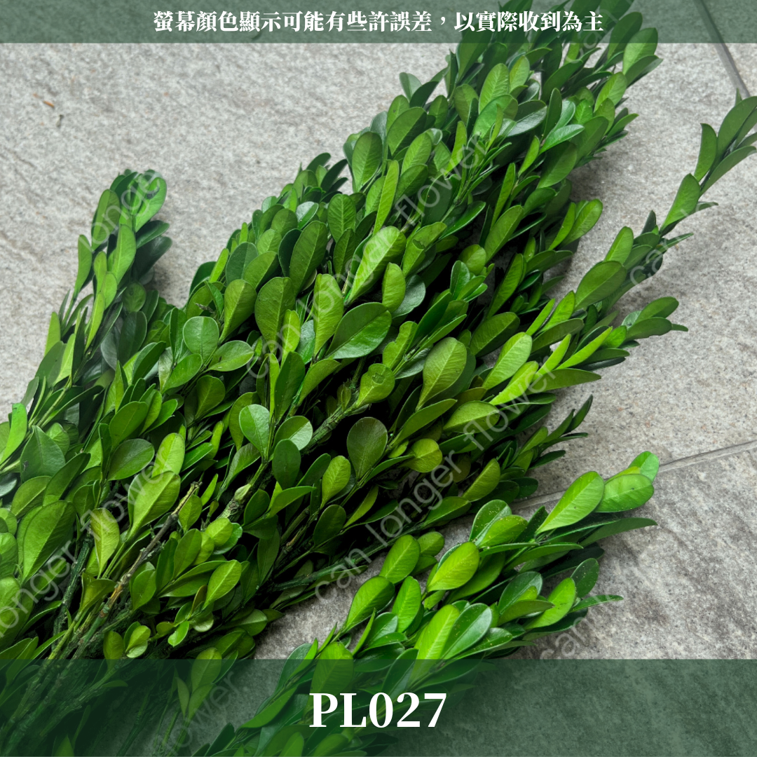 PL027小葉黃楊 黃楊葉 金柳 原裝/小份 台灣現貨