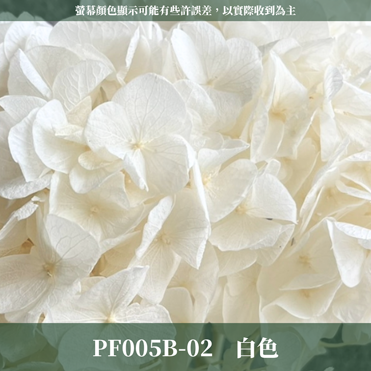 PF005B 大葉繡球 台灣現貨 繡球花 紫陽花 永生繡球 乾燥繡球
