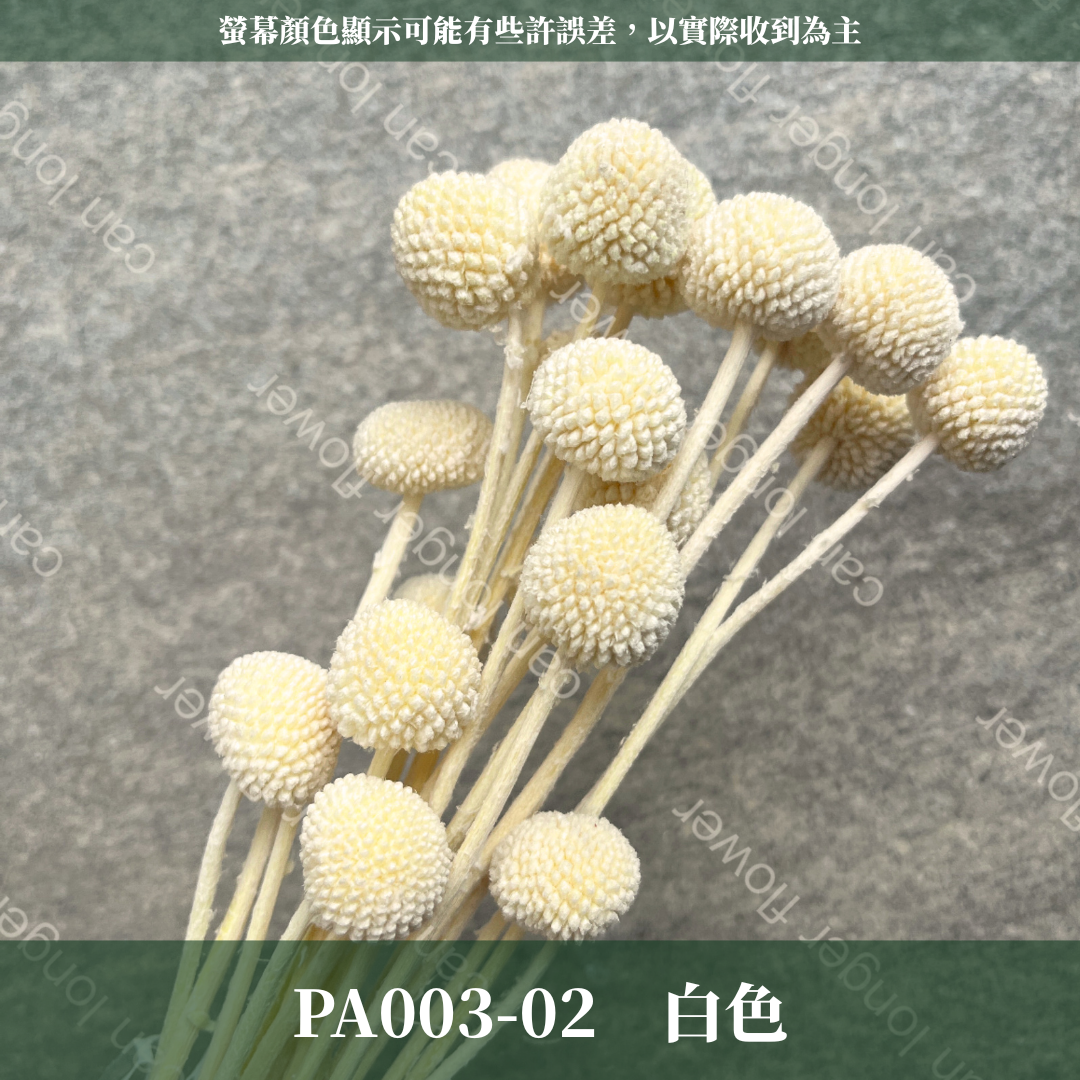 PA003 金杖球 台灣現貨