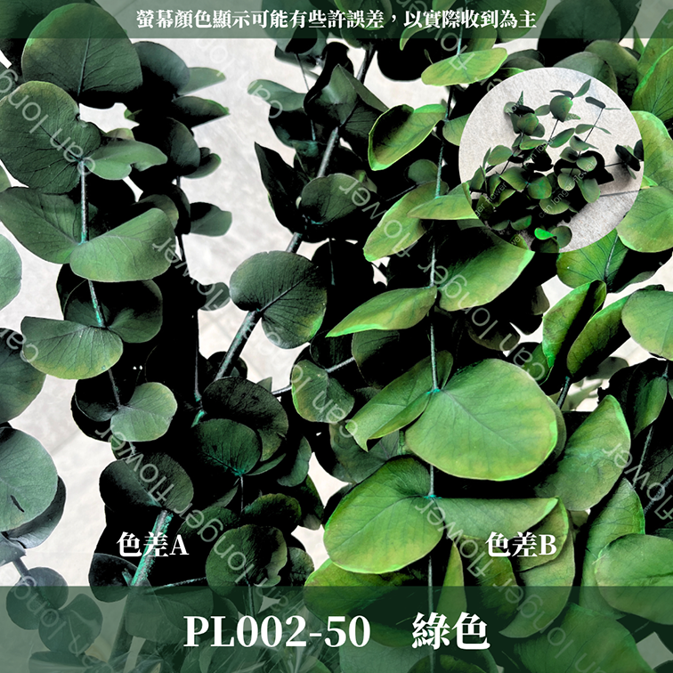 PL002 花藝獨家 大軟葉尤加利 尤加利 特殊尤加利