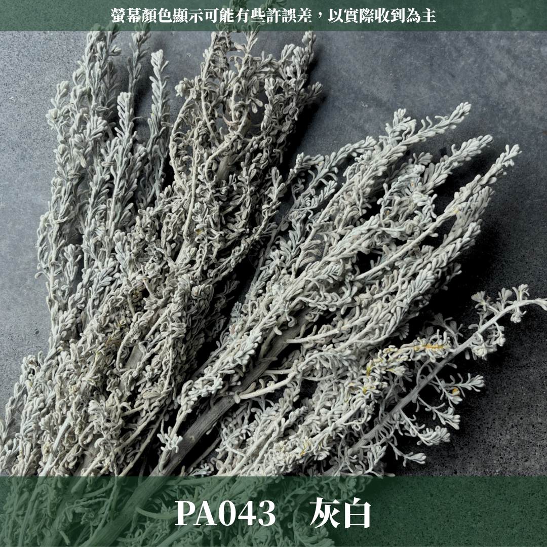 PA043 花材獨家-波波草 地膚 藜蘆