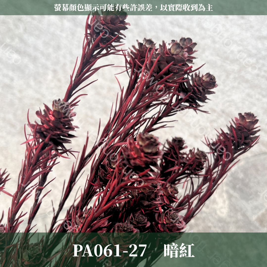 PA061 澳洲鬱金香 寶蓮 約100克 台灣現貨