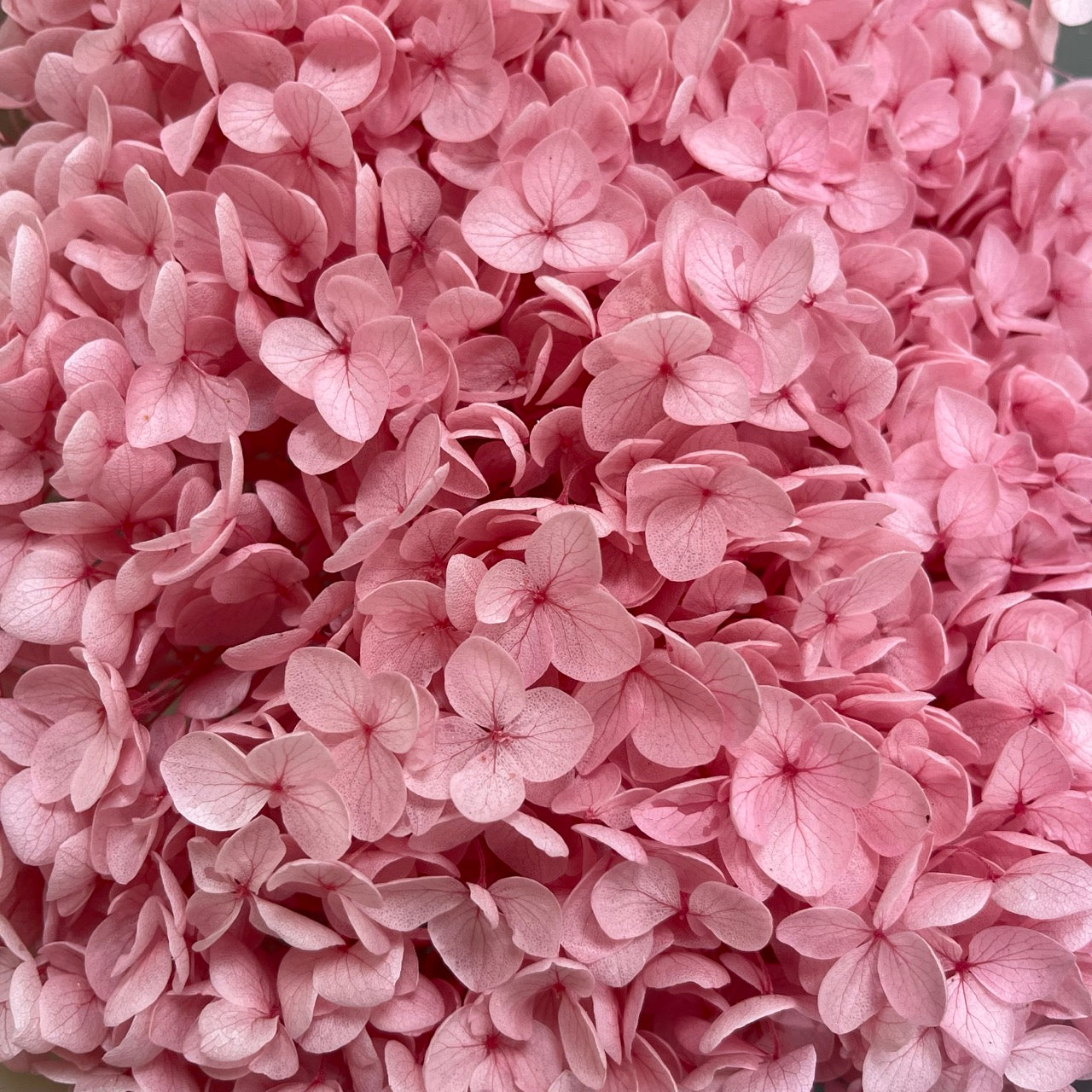 ✿ 台灣現貨 ✿ PF005-S 安娜繡球(約10克）盒裝 繡球 紫陽花