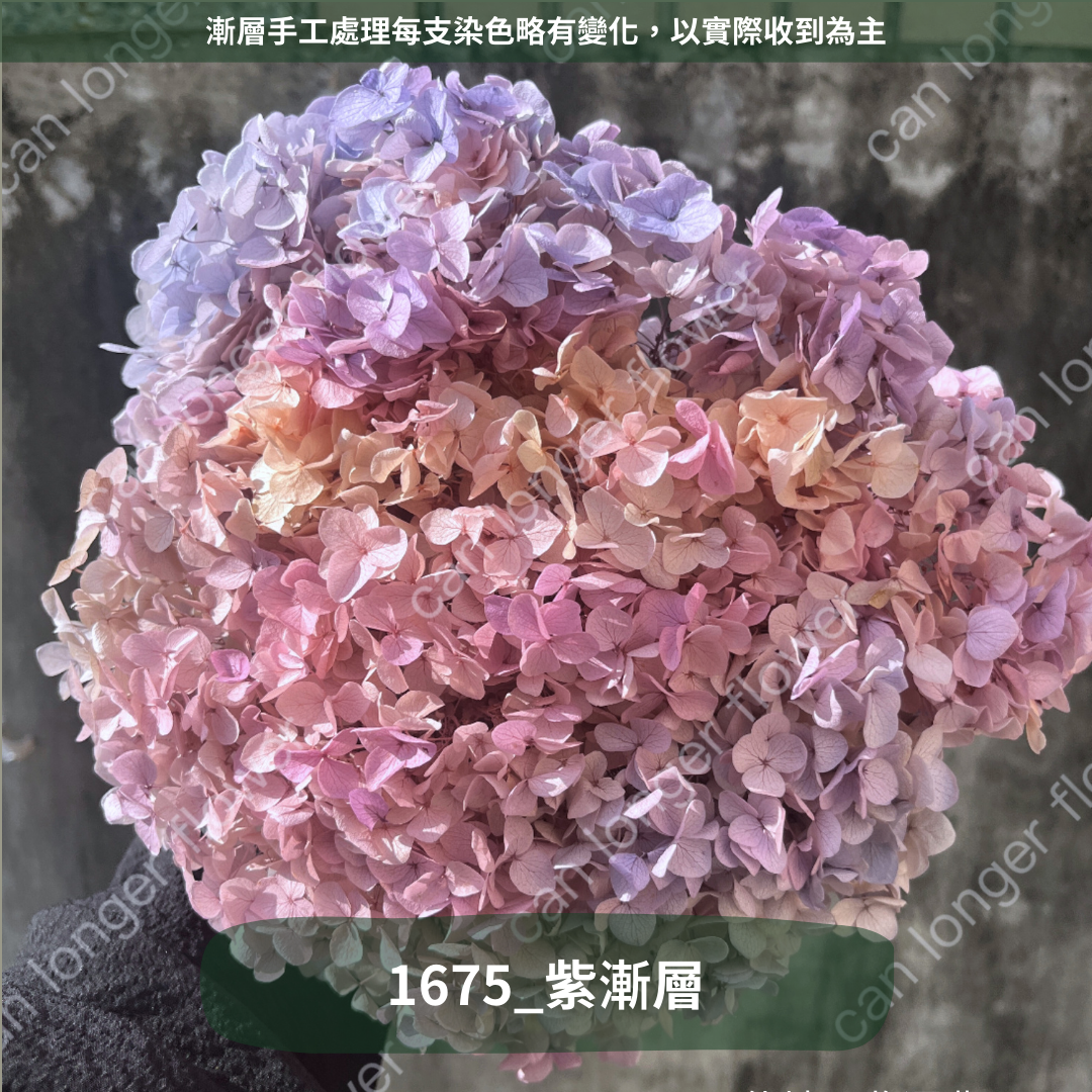 ✿ 台灣現貨 ✿ PF005 安娜繡球 單支 繡球花 繡球 紫陽花