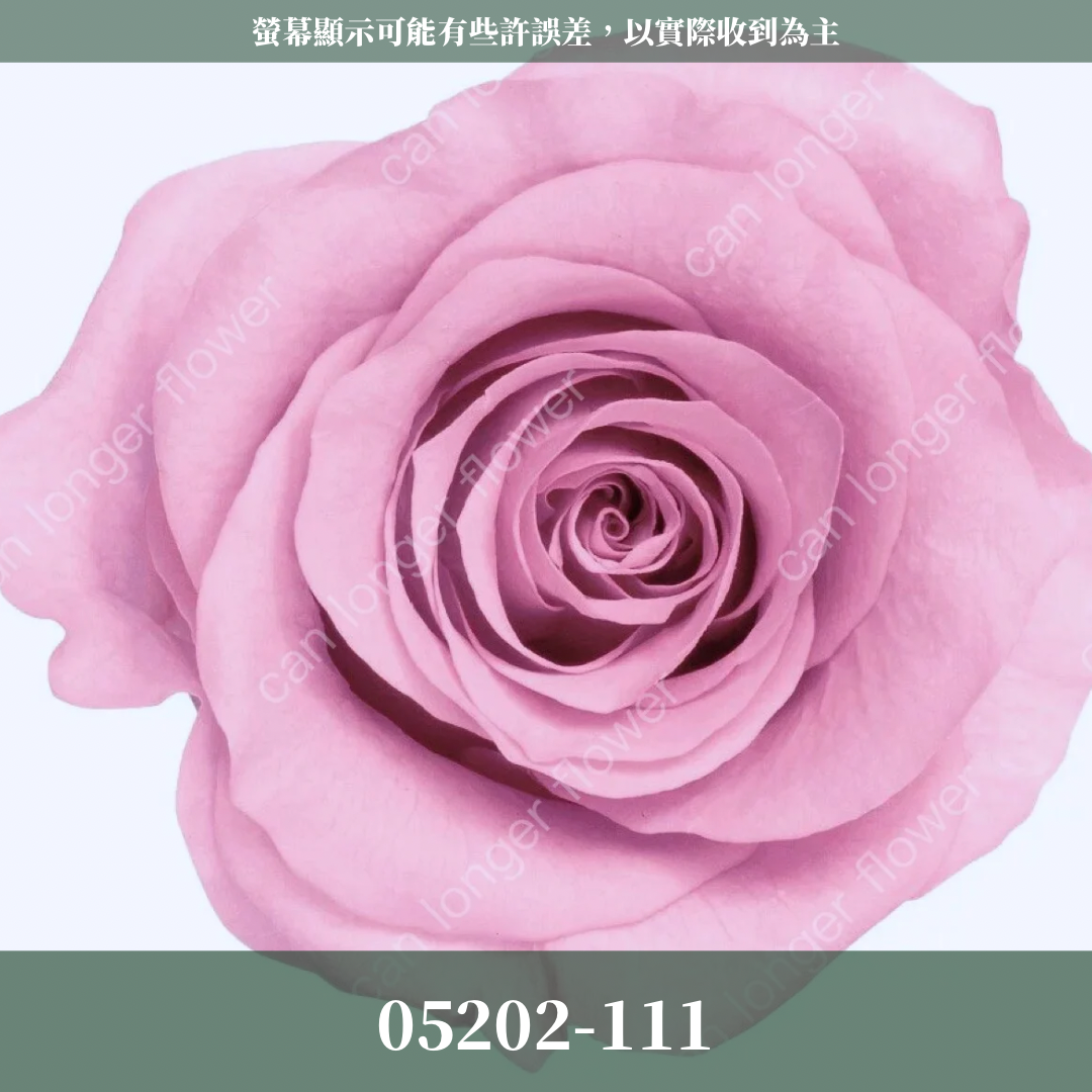 05202 大玫瑰
