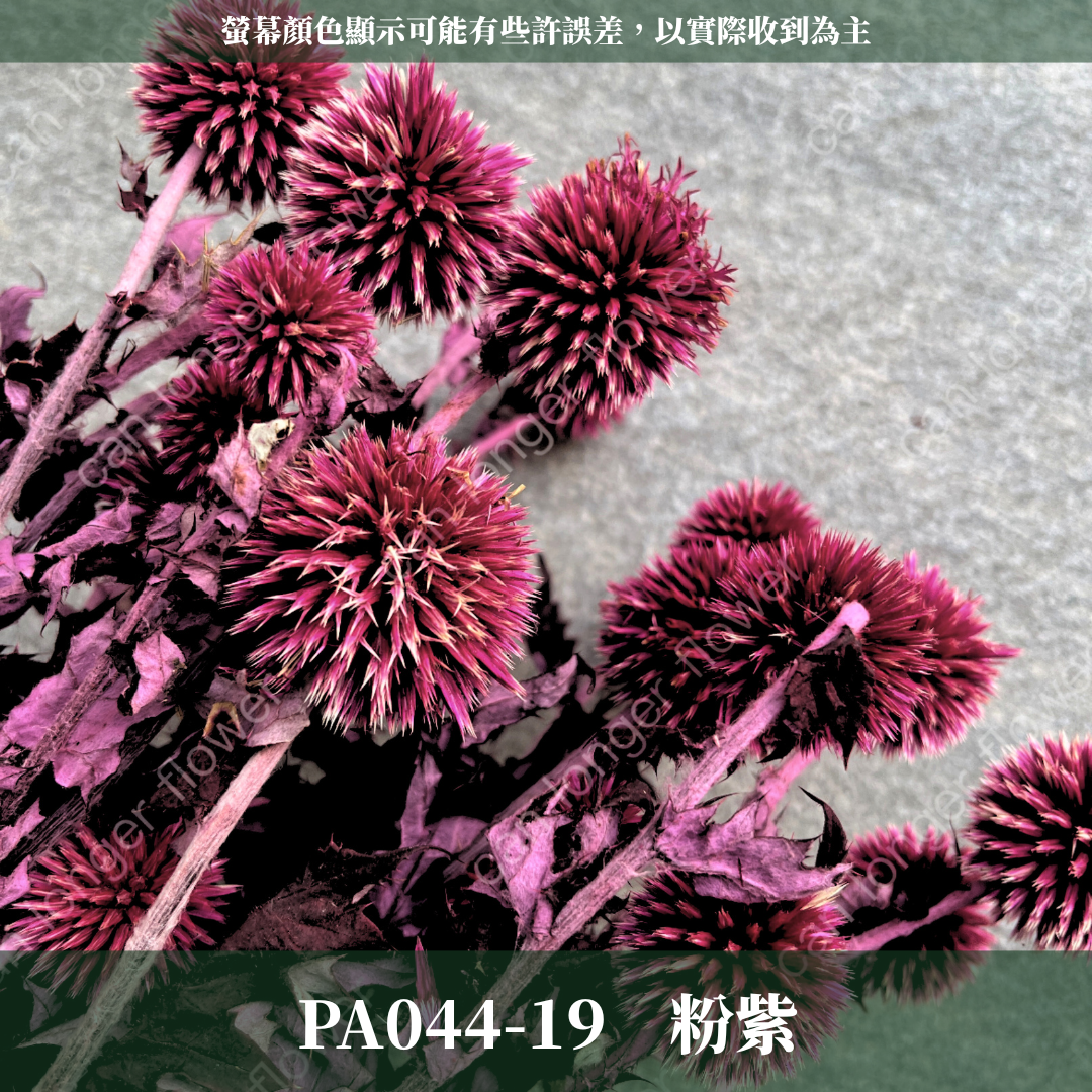 PA044-S 山防風 藍星球 永生 小份量 台灣現貨