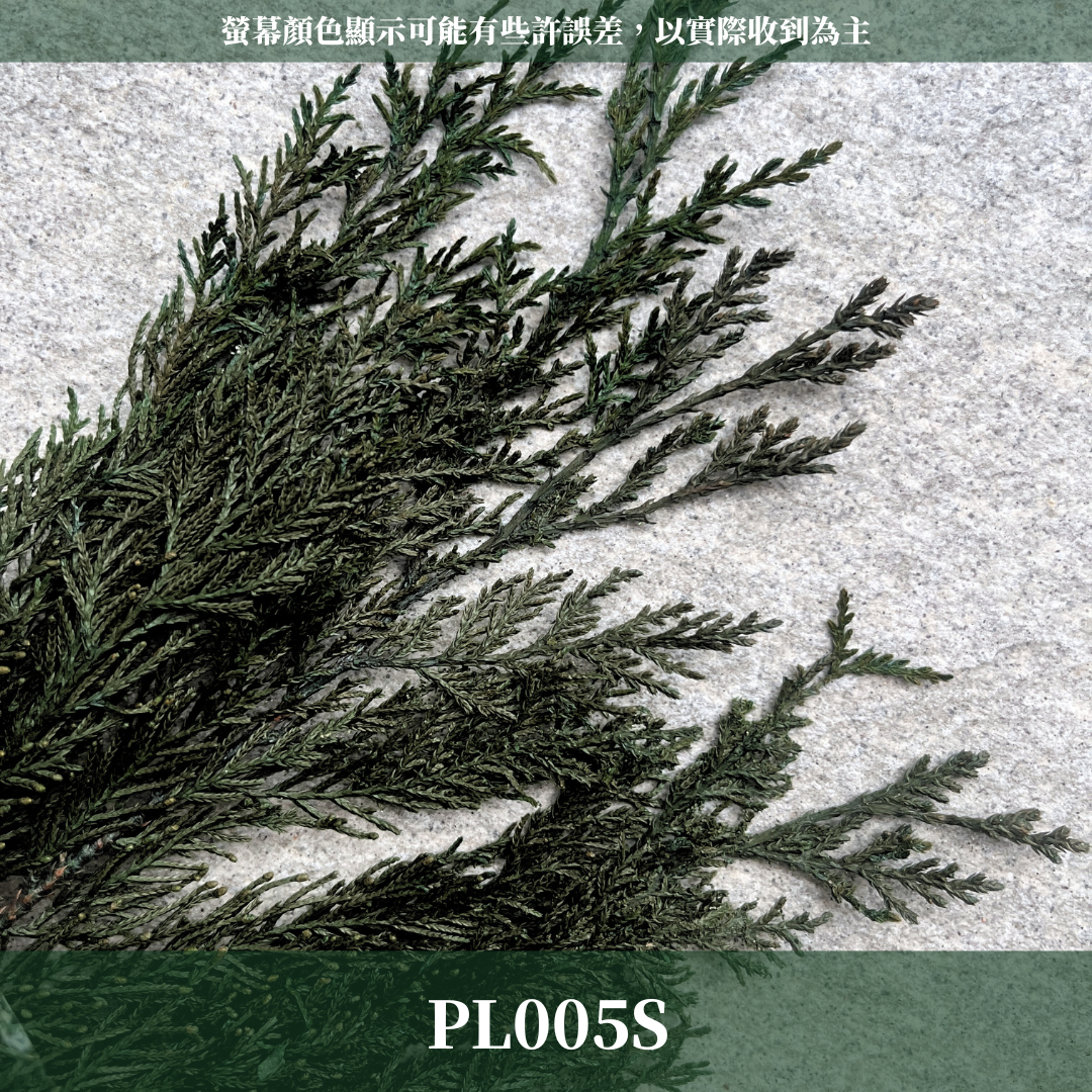 PL005S 松柏 (20g) 小份量 台灣現貨 小份花材