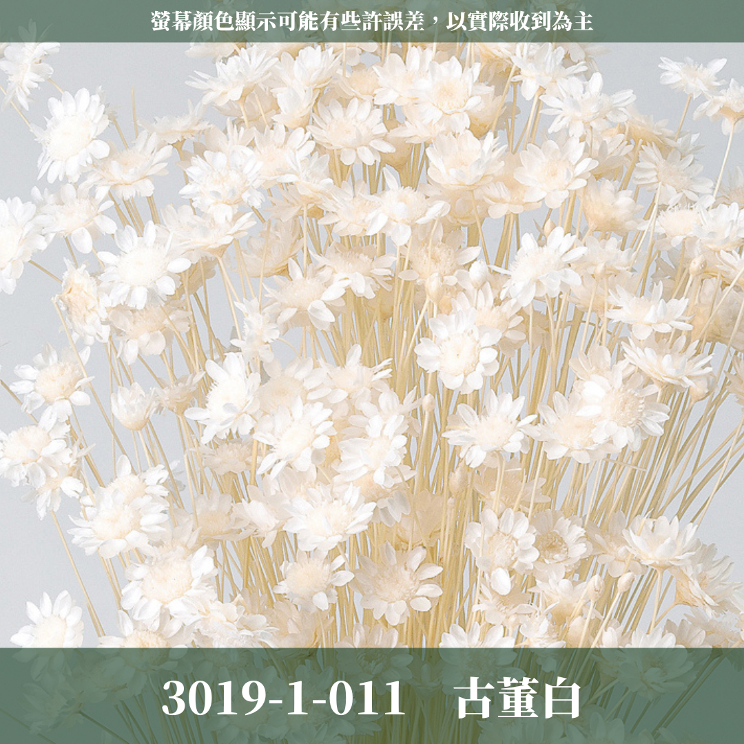 30191 日本小星花 原裝18克 スターフラワー・ブロッサム 日本大地農園 日本進口