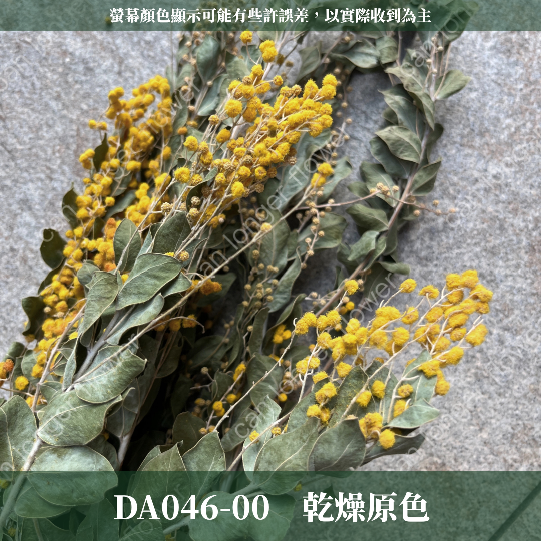 DA046 金合歡 台灣現貨