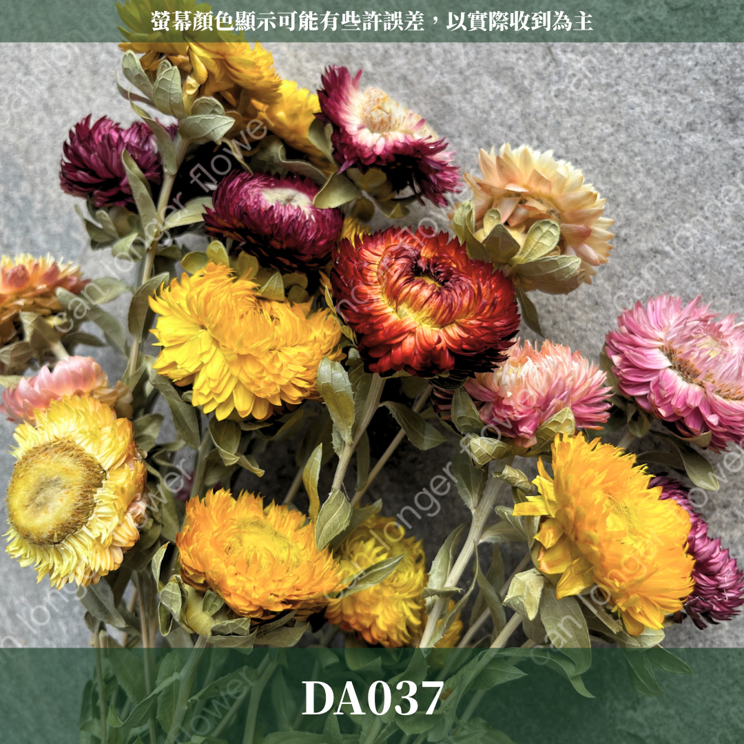 DA037 麥桿菊 原裝約15頭 台灣現貨