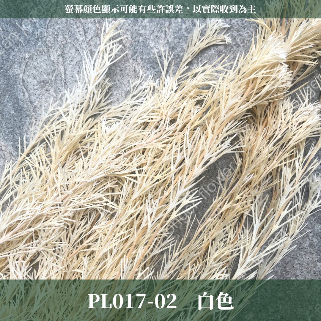 PL017 銀樺 銀樺葉 台灣現貨 約100克