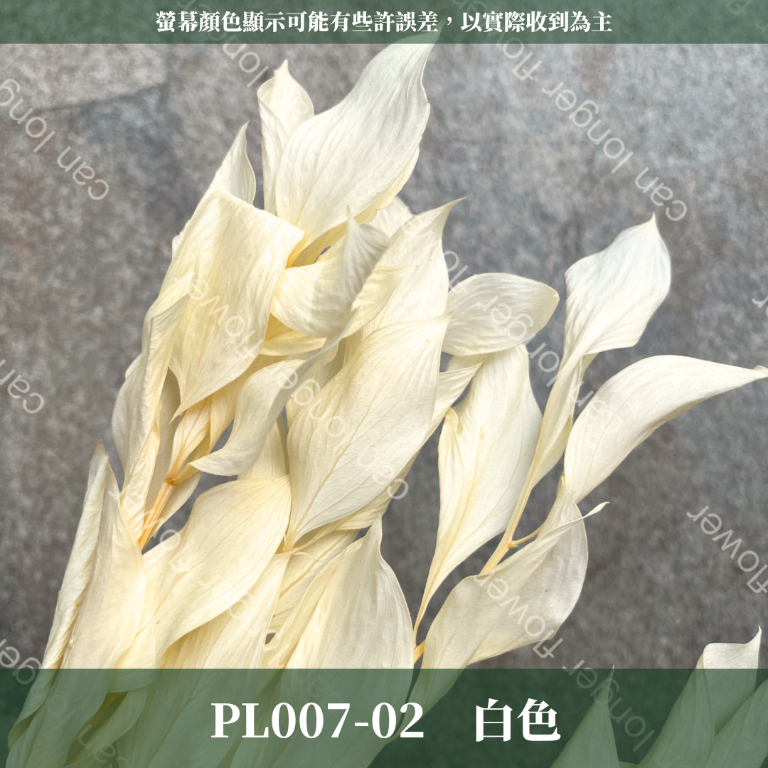 PL007 小玉竹葉 玉竹葉 桔葉 永生 原裝 台灣現貨