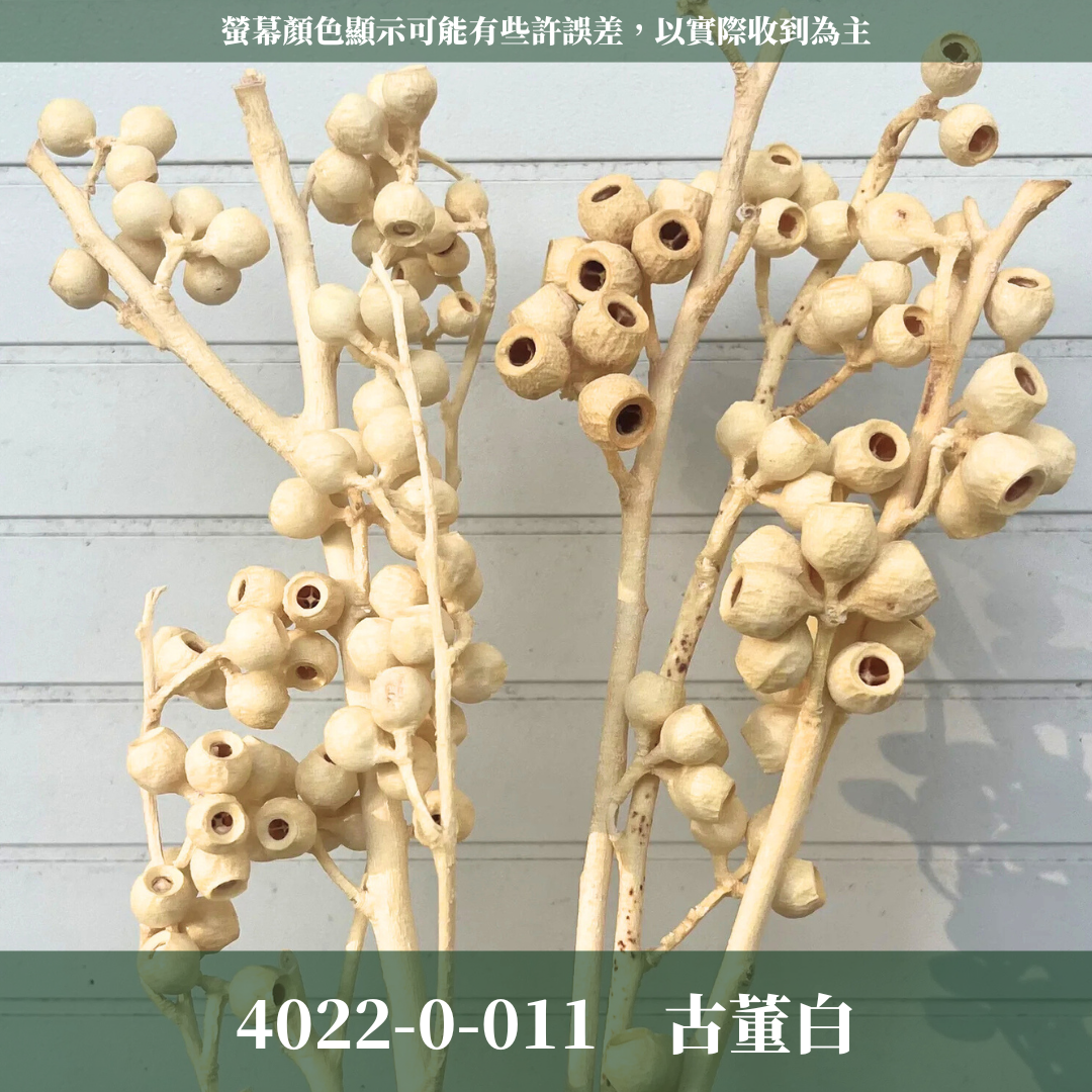 40220 琥珀果 アンバーナッツ 日本大地農園 約27～35cmL 日本進口