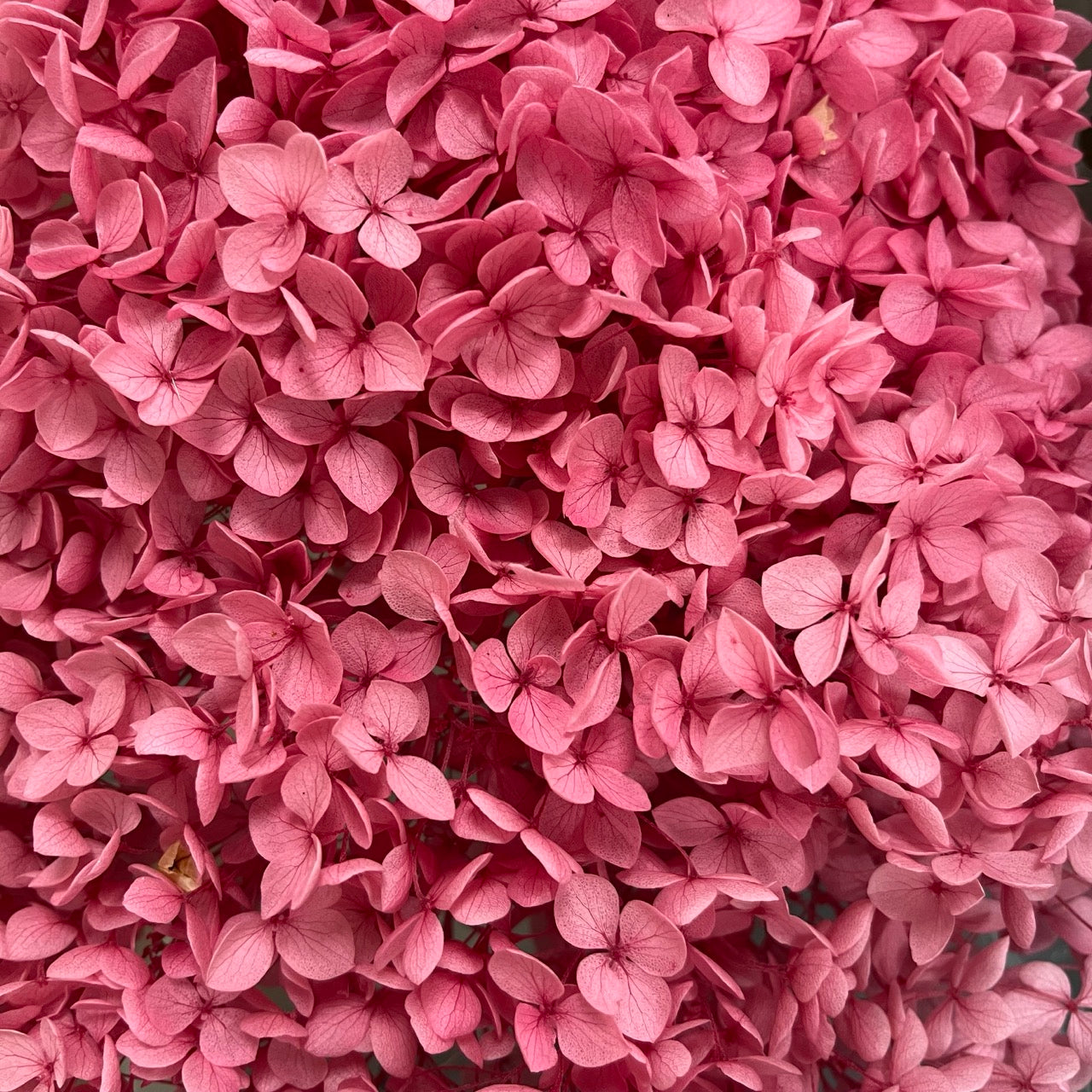 ✿ 台灣現貨 ✿ PF005-S 安娜繡球(約10克）盒裝 繡球 紫陽花