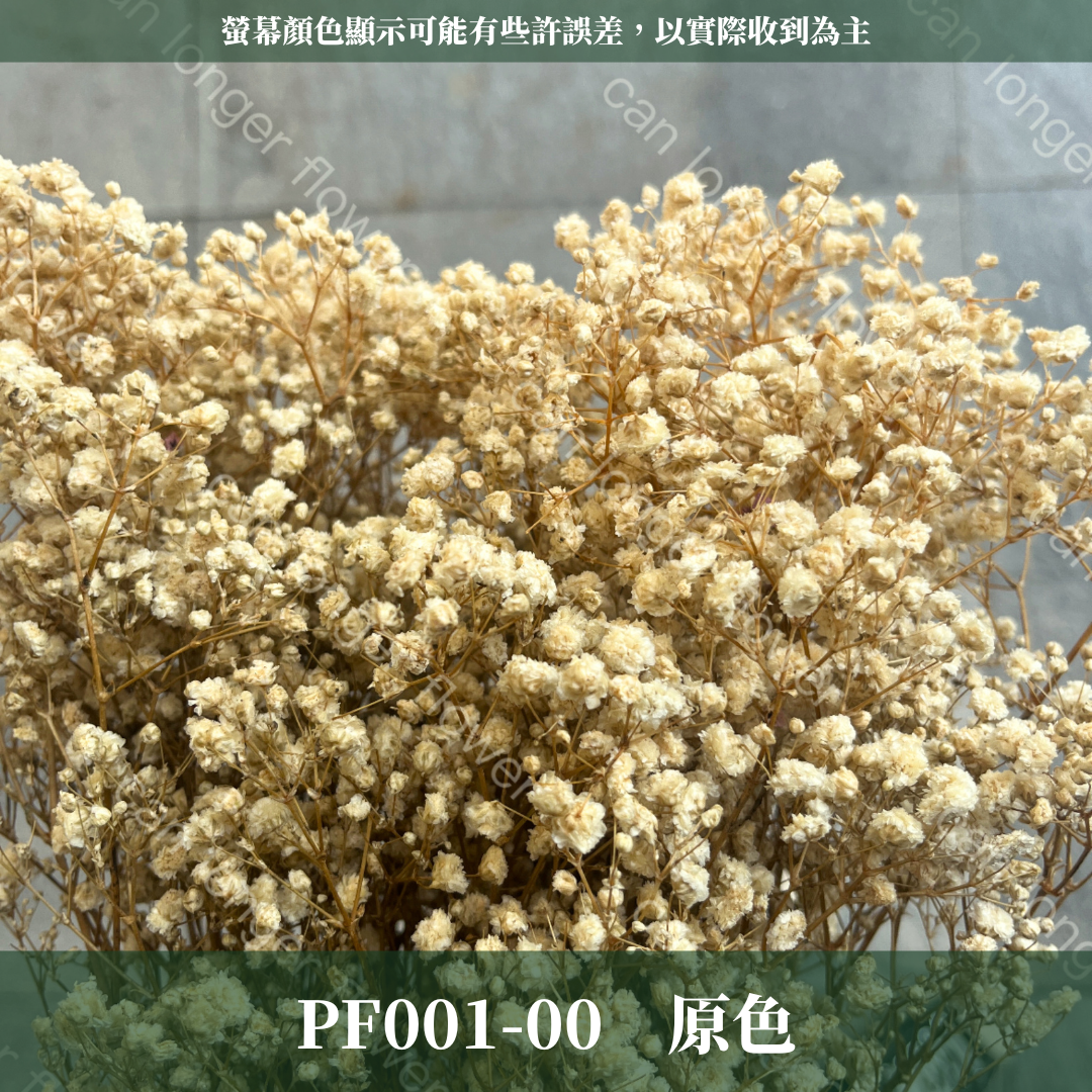 pf001 滿天星 台灣現貨