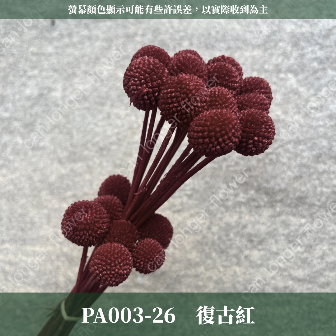 PA003 金杖球 台灣現貨