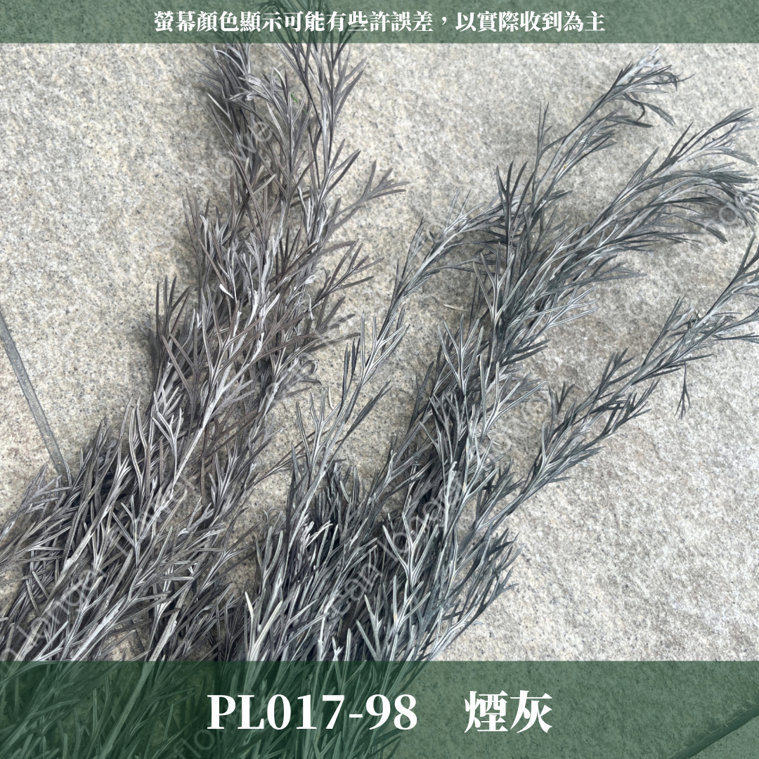 PL017 銀樺 銀樺葉 台灣現貨 約100克