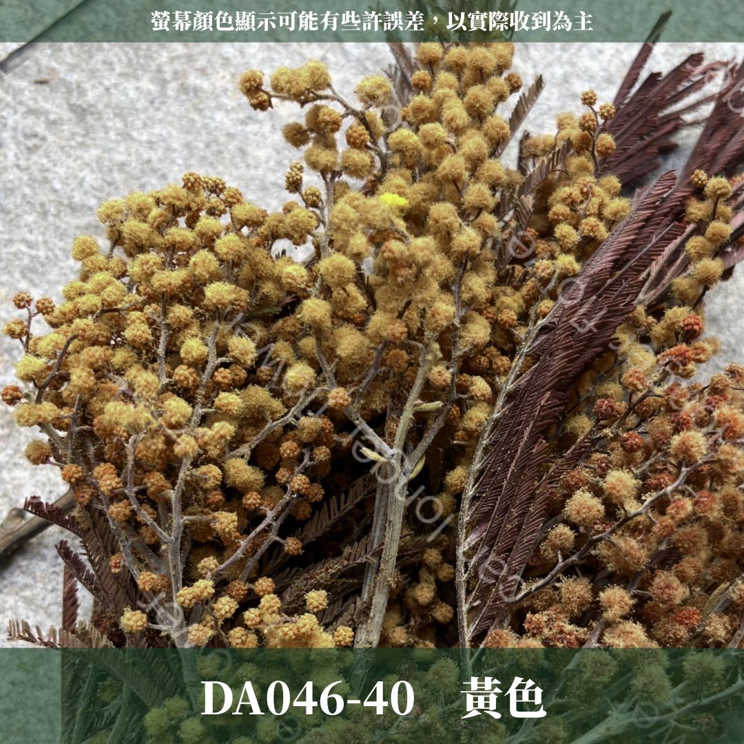 DA046 金合歡 台灣現貨