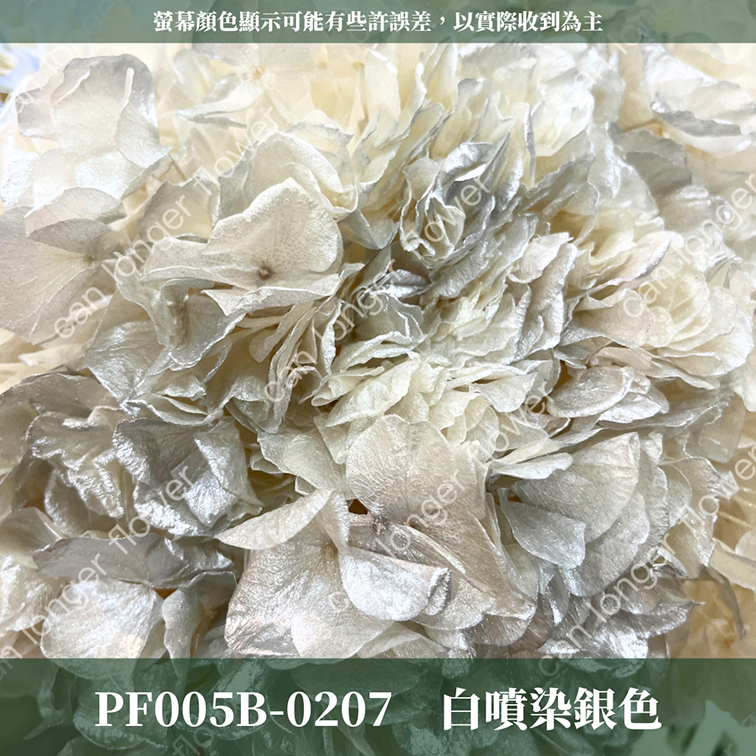 PF005B 大葉繡球 台灣現貨 繡球花 紫陽花 永生繡球 乾燥繡球