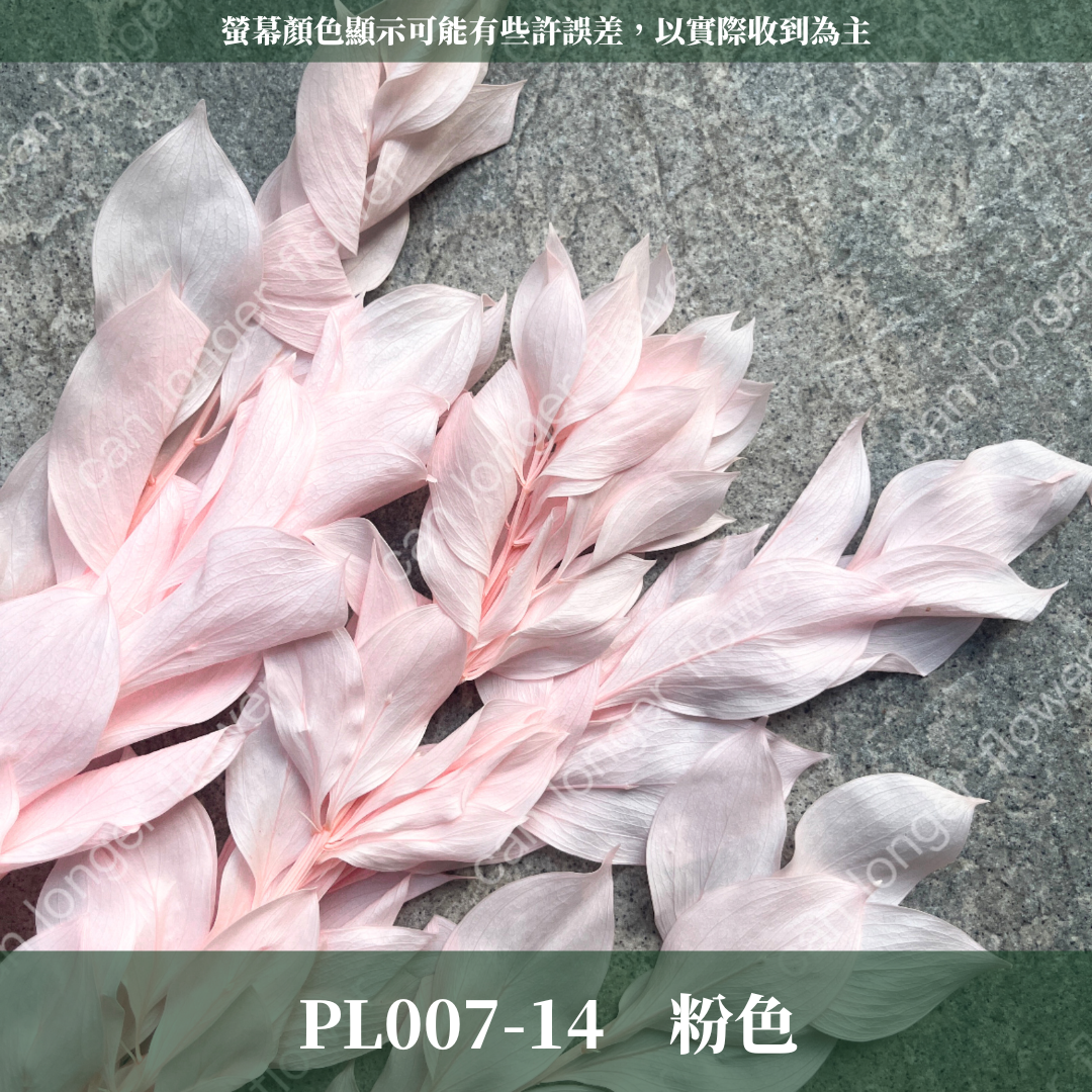 PL007 小玉竹葉 玉竹葉 桔葉 永生 原裝 台灣現貨