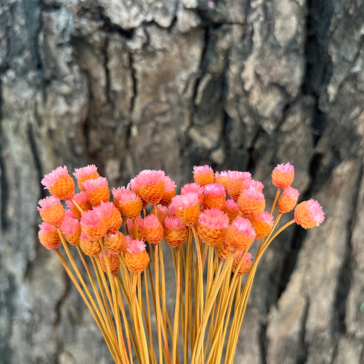 【台灣現貨】DA051巴西快樂花 巴西小菊 乾燥花 原裝/小份量 迷你小花 DIY乾燥花 拍攝道具 家居裝飾