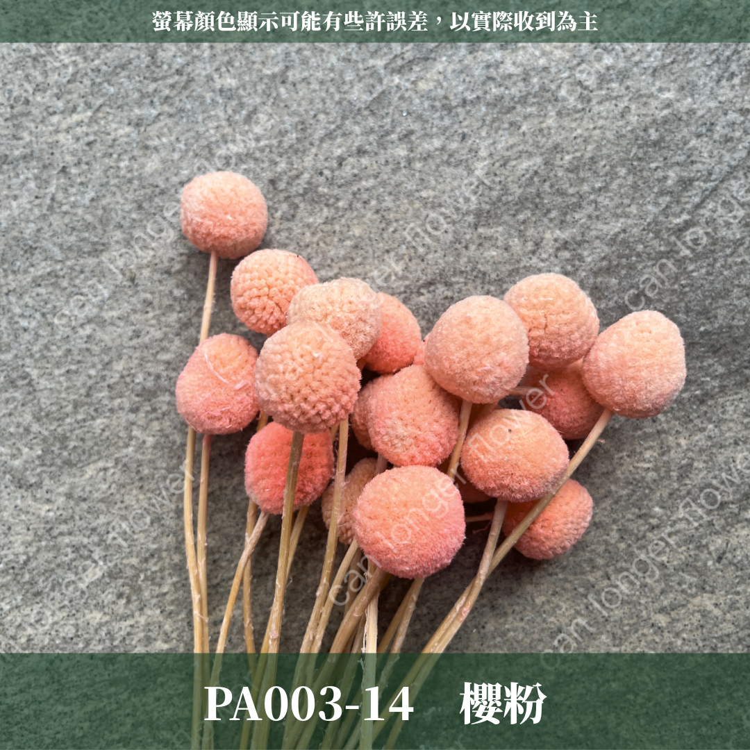 PA003 金杖球 台灣現貨