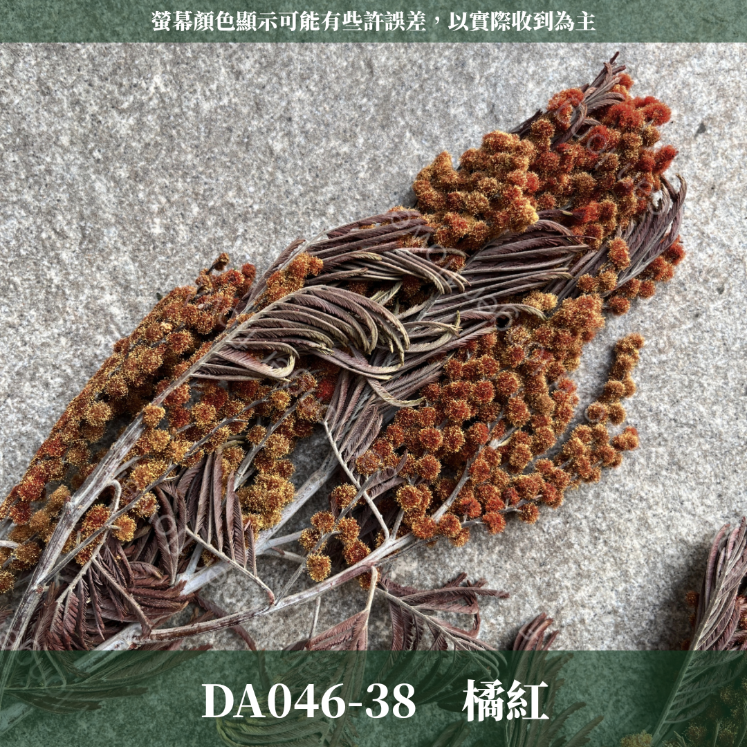 DA046 金合歡 台灣現貨
