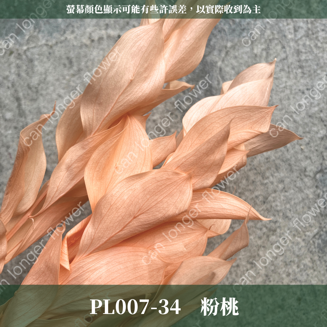 PL007 小玉竹葉 玉竹葉 桔葉 永生 原裝 台灣現貨