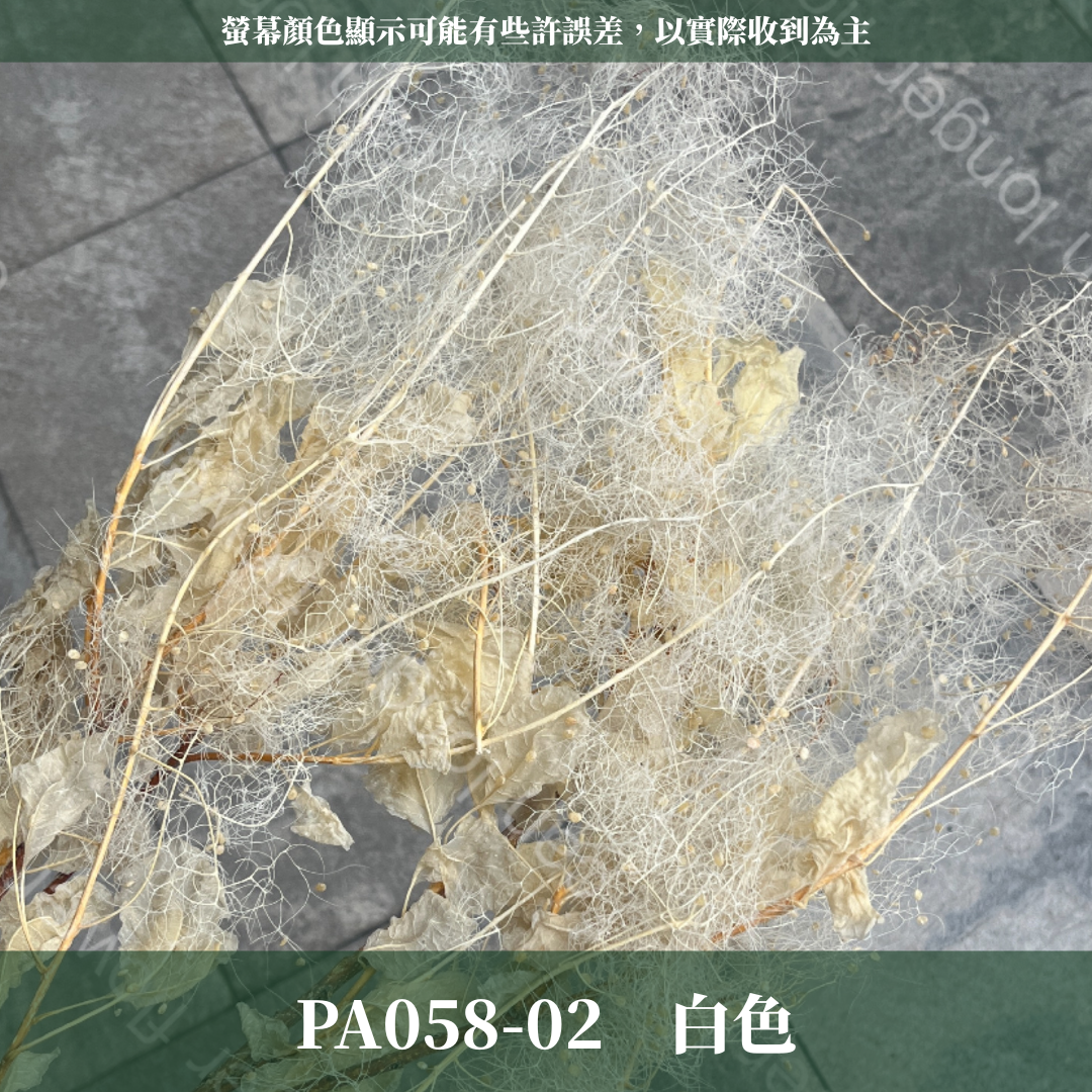 PA058 黃櫨 煙霧樹 夢幻草 黃櫨花 煙樹 霧花 霧中情人 永生 原裝/小份