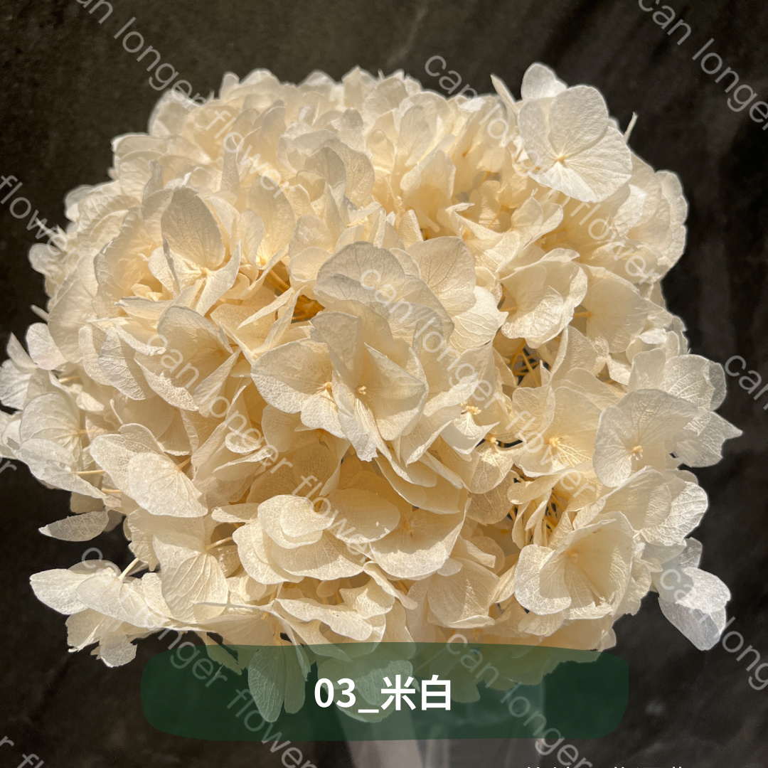 ✿ 台灣現貨 ✿  PF005B大葉繡球