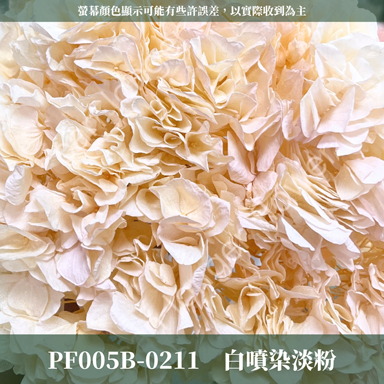 PF005B 大葉繡球 台灣現貨 繡球花 紫陽花 永生繡球 乾燥繡球