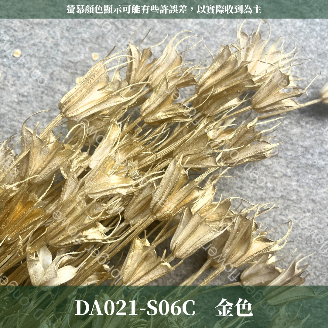 DA021 木百合 原裝 台灣現貨