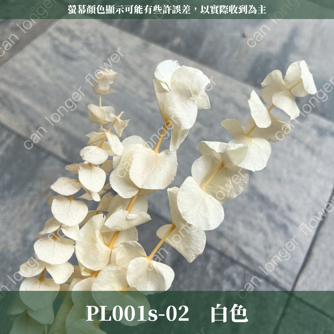 PL001s DL001s 寶貝尤加利小包裝 圓葉尤加利 台灣現貨 3支 約20克