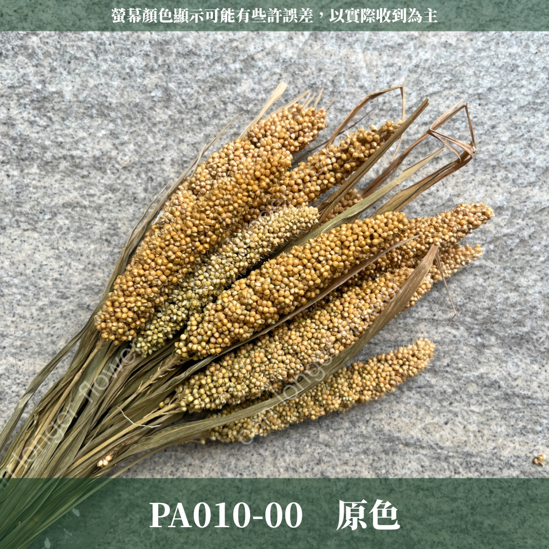 PA010 米穗 粟米穗 小米穗 紅米穗 黃米穗 原裝 台灣現貨