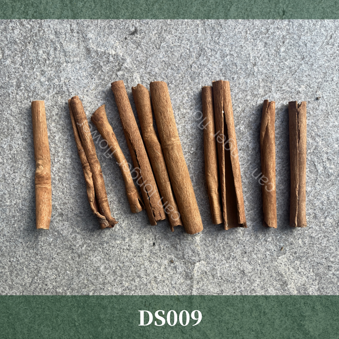 DS009 肉桂 台灣現貨 請勿食用