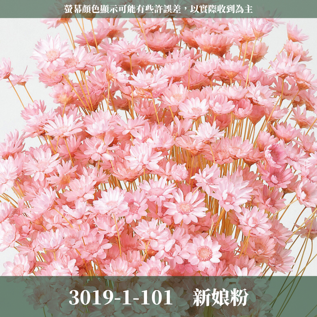 30191 日本小星花 原裝18克 スターフラワー・ブロッサム 日本大地農園 日本進口