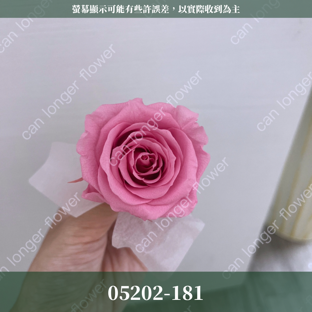 05202 大玫瑰