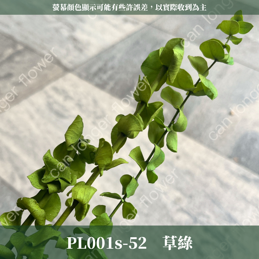 PL001s DL001s 寶貝尤加利小包裝 圓葉尤加利 台灣現貨 3支 約20克