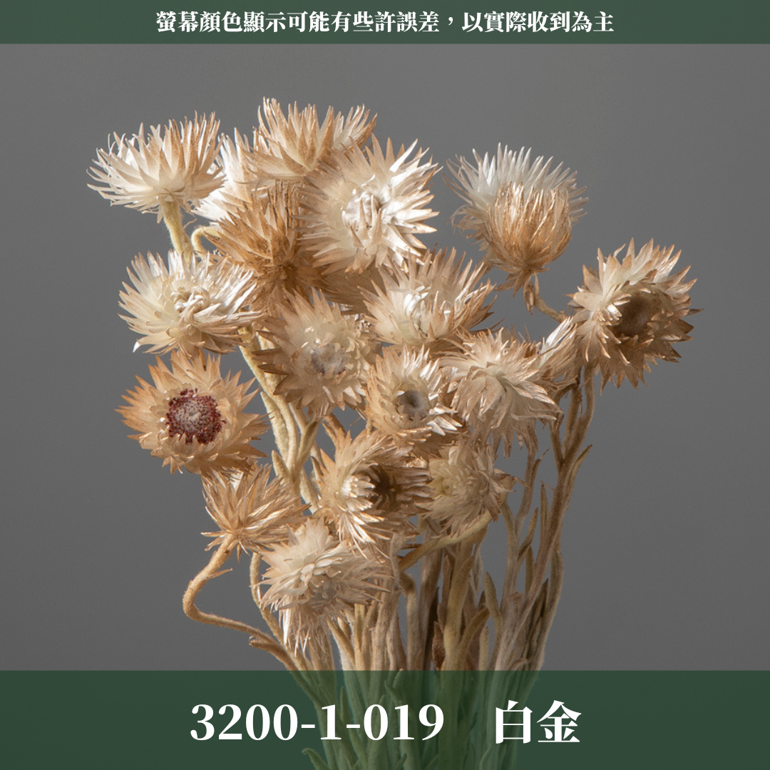 3200-1 日本迷你旱雪蓮 ミニシルバーデージー 日本大地農園 25g 原裝 日本進口