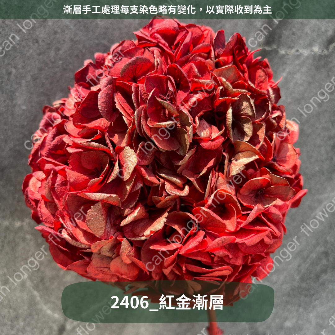 ✿ 台灣現貨 ✿  PF005B大葉繡球
