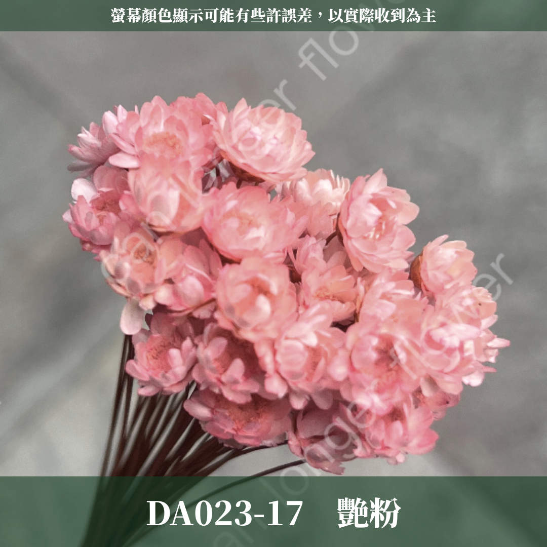 DA023 原裝乾燥小星花 巴西小星花 小雛菊 繁星花