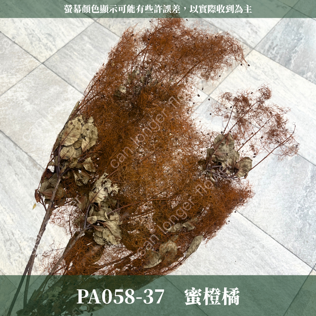 PA058 黃櫨 煙霧樹 夢幻草 黃櫨花 煙樹 霧花 霧中情人 永生 原裝/小份