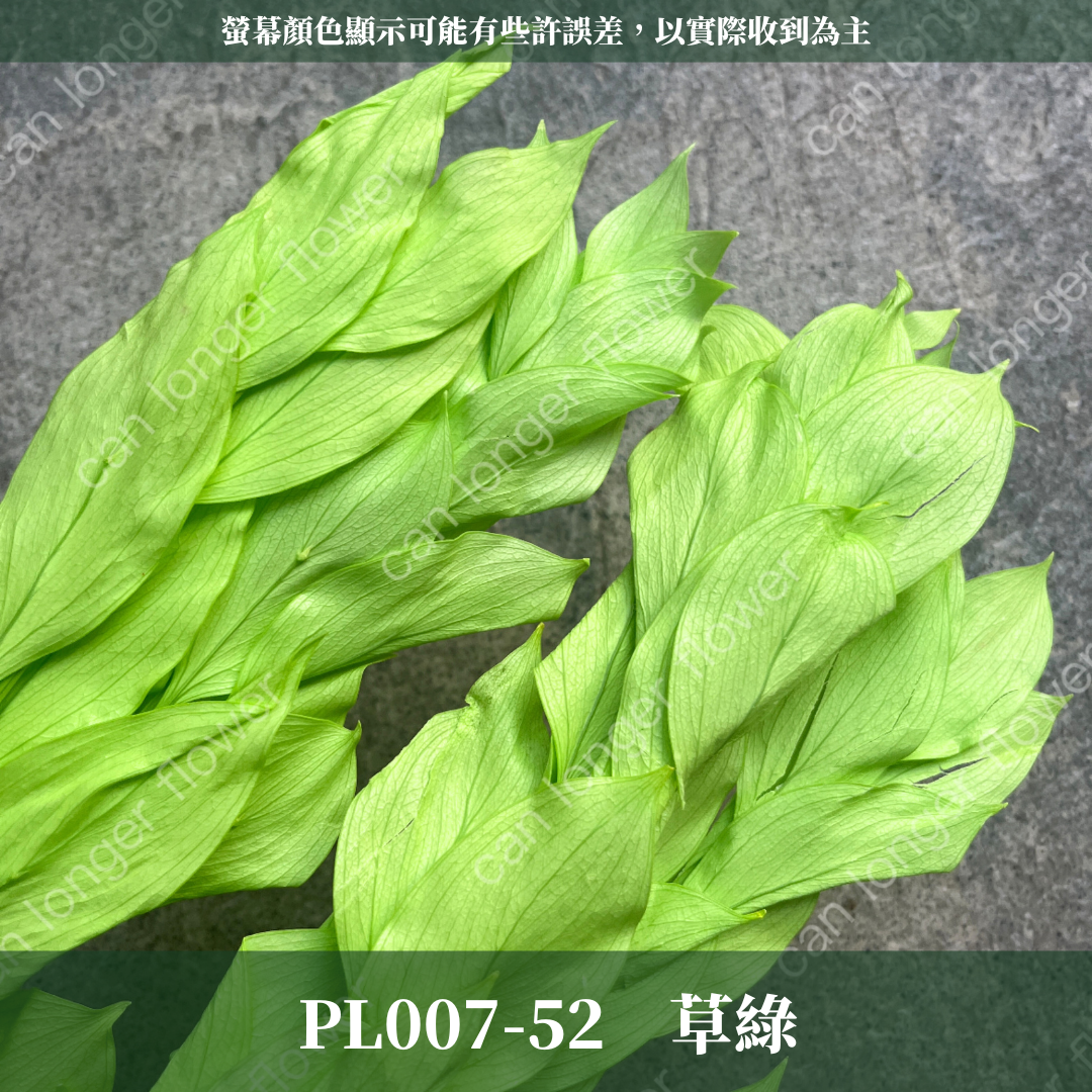 PL007 小玉竹葉 玉竹葉 桔葉 永生 原裝 台灣現貨