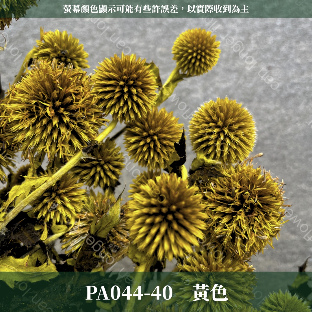 PA044-S 山防風 藍星球 永生 小份量 台灣現貨